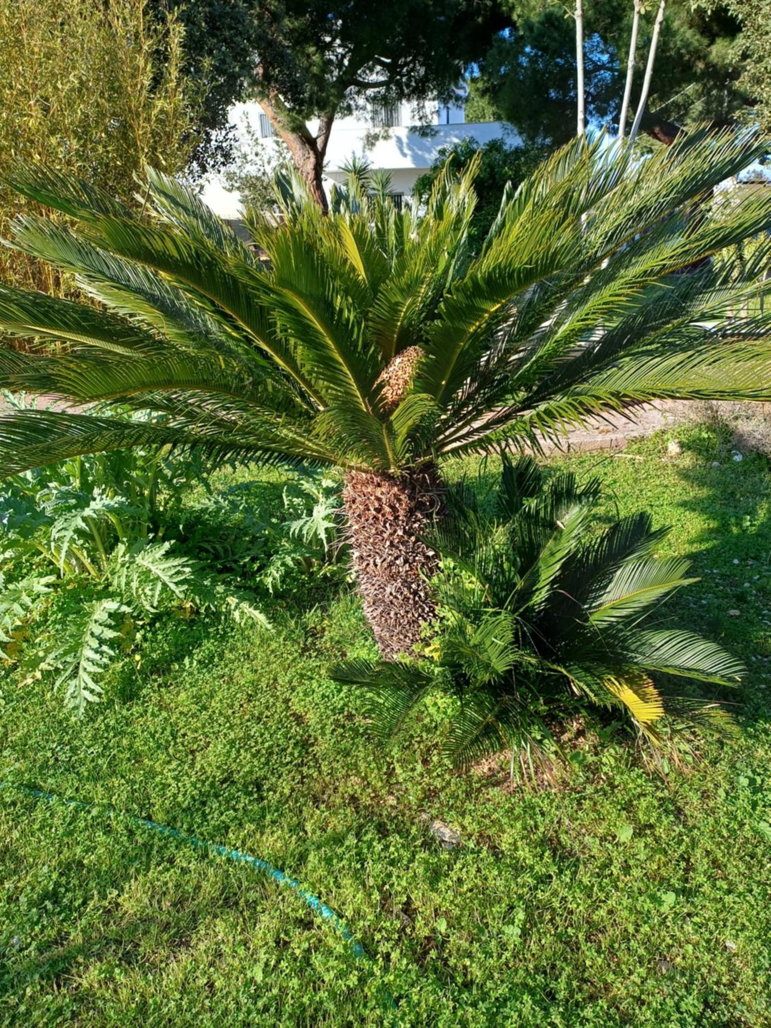 Villa Alma Bari Exteriör bild